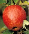 Apfel, hier die Sorte Pinova